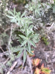 Lupinus albifrons