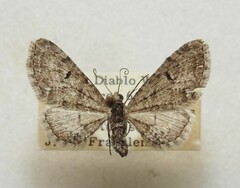 Eupithecia persimulata