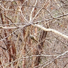 Regulus satrapa satrapa