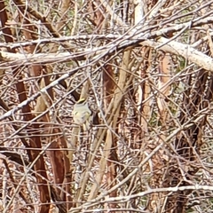 Regulus satrapa satrapa