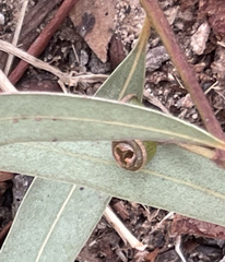 Eucalyptus mannifera mannifera