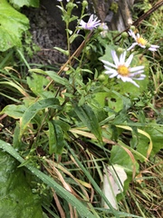 Aster amellus