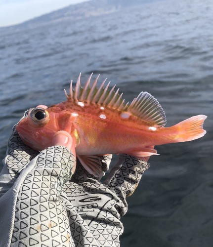 Greenblotched rockfish (Sebastes rosenblatti) — Sebastidae — 3