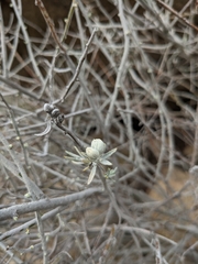 Tetradymia comosa