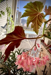 Begonia grandis