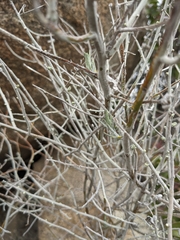 Tetradymia comosa