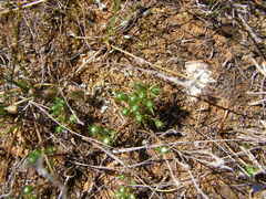 Millotia muelleri