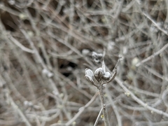 Tetradymia comosa