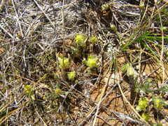 Triptilodiscus pygmaeus