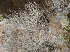 Tetradymia comosa