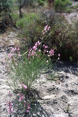 Astragalus toanus
