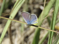 Echinargus isola