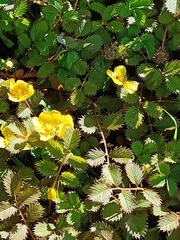 Argentina anserinoides