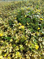 Argentina anserinoides