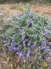 Lupinus chamissonis