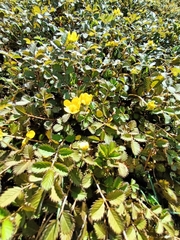 Argentina anserinoides