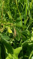 Allotruxalis gracilis