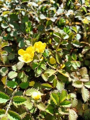 Argentina anserinoides