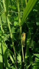 Zoniopoda tarsata