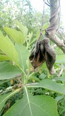 Philibertia tomentosa