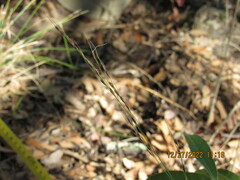 Piptochaetium fimbriatum