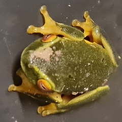 Pelodryadidae