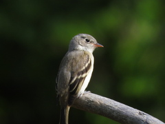 Empidonax minimus