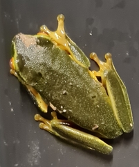 Pelodryadidae