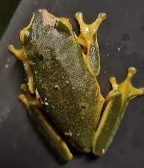 Pelodryadidae