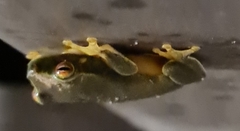 Pelodryadidae