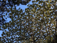 Cecropia schreberiana