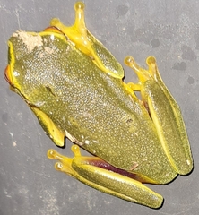 Pelodryadidae