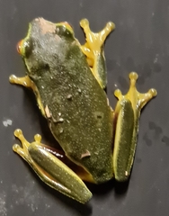 Pelodryadidae
