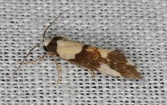Philenora elegans