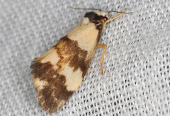 Philenora irregularis
