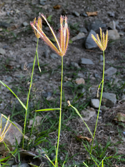 Chloris