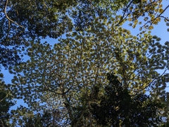 Cecropia schreberiana