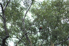 Turdus rufitorques