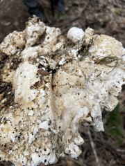 Laetiporus gilbertsonii