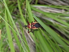 Apiomerus flaviventris