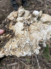 Laetiporus gilbertsonii