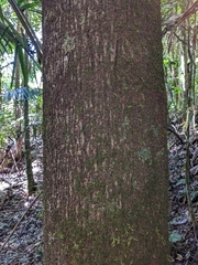 Nectandra coriacea