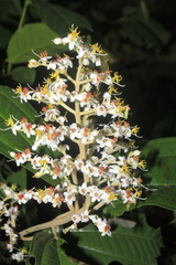 Miconia stenostachya