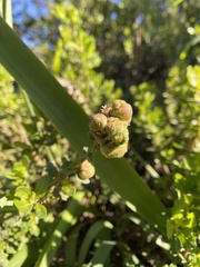Rhopalomyia californica