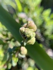 Rhopalomyia californica