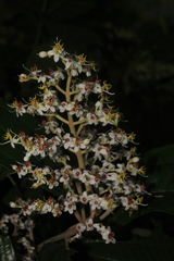 Miconia stenostachya