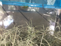 Conocephalus semivittatus