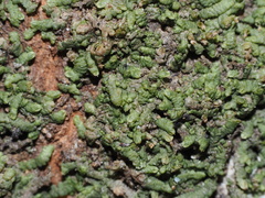 Radulaceae