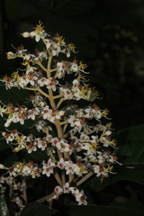 Miconia stenostachya