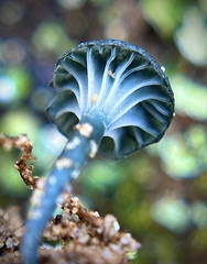 Arrhenia chlorocyanea